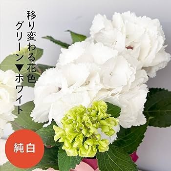 お花 Amazon.co.jp: 母の日 プレゼント アジサイ ゼブラ 4号鉢 母の日